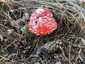 Légyölő galóca (Amanita muscaria), Somogy